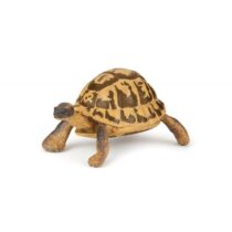 PAPO - Tartaruga do Mediterrâneo